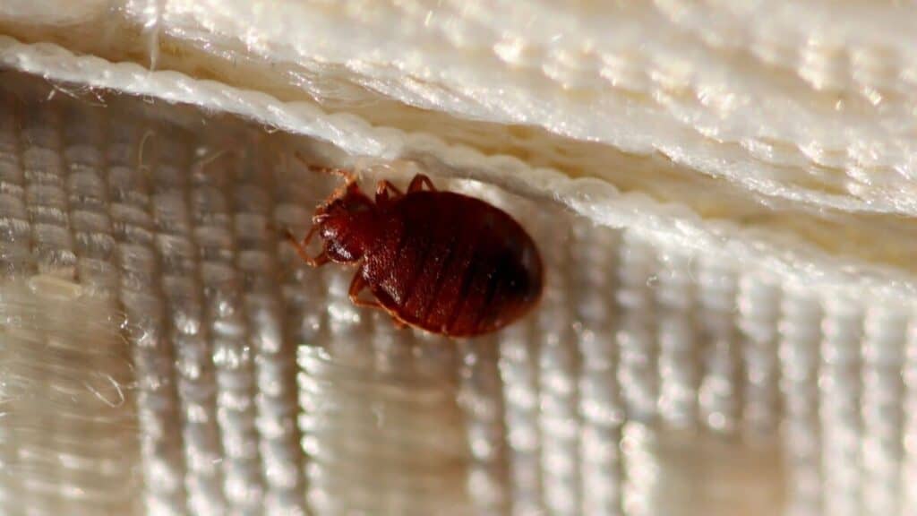 How Pest Control Treat Bed Bugs – School Of Bugs