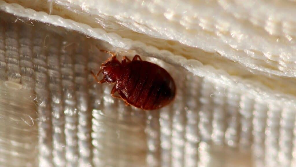 What do Baby Bed Bugs Look Like? School Of Bugs